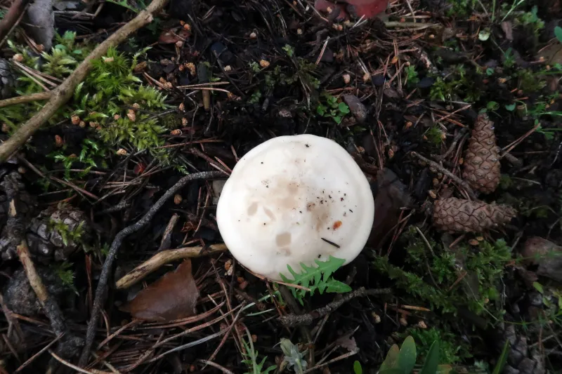 Calocybe gambosa 1 - IMG_6984